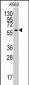 YARS2 Antibody (N-term)